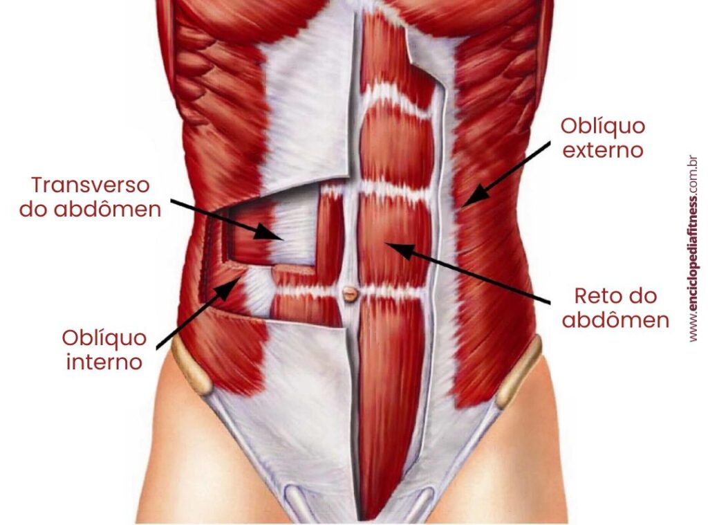 musculos abdominais