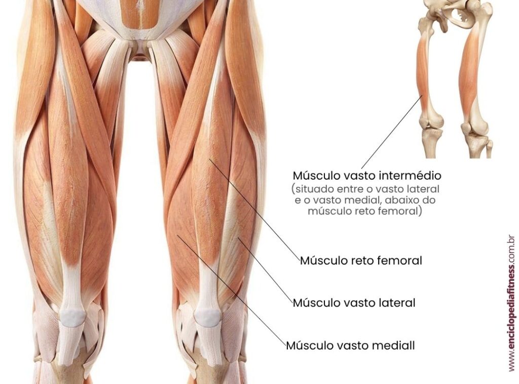 músculos do quadríceps